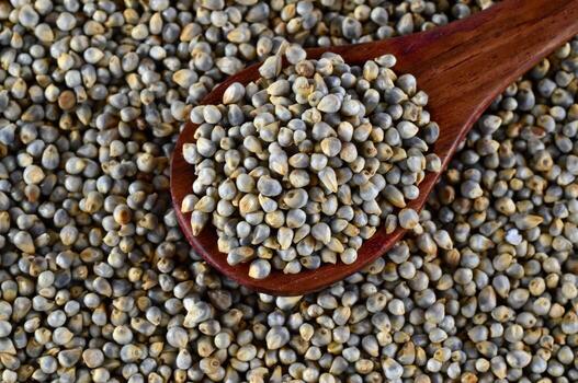 Bajra Pearl Millet