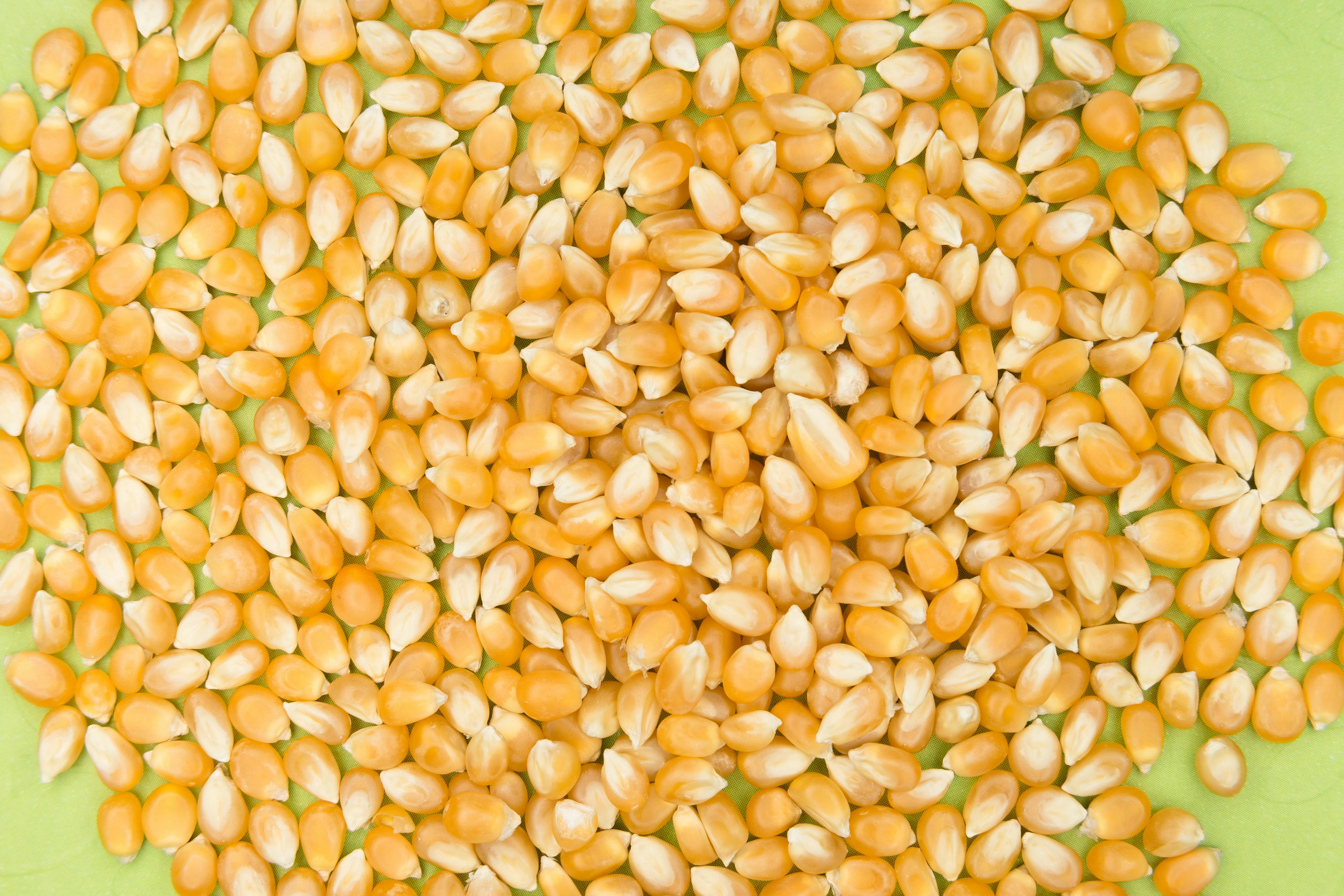 Maize Grain